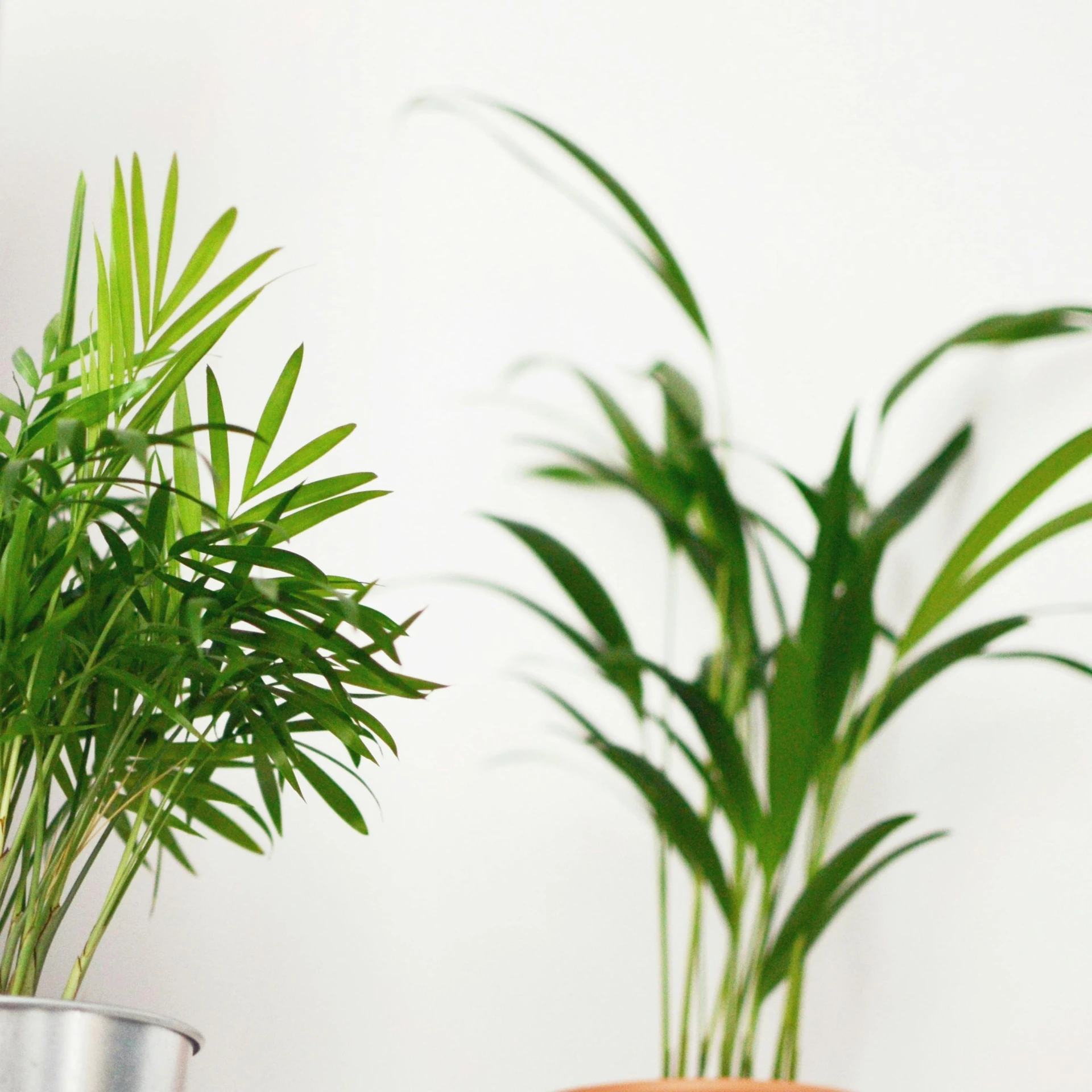 a couple of potted plants sitting next to each other, fronds, top and side view, indoor, lined up horizontally