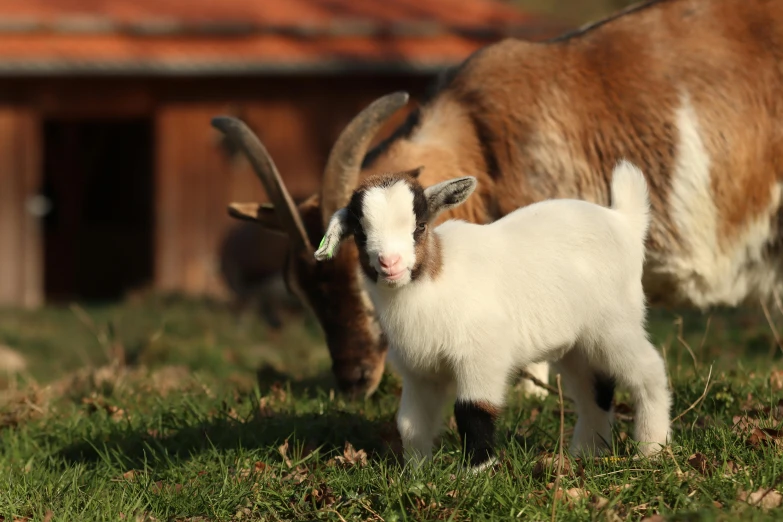 a couple of goats standing on top of a lush green field, slide show, bosnian, featured, calf