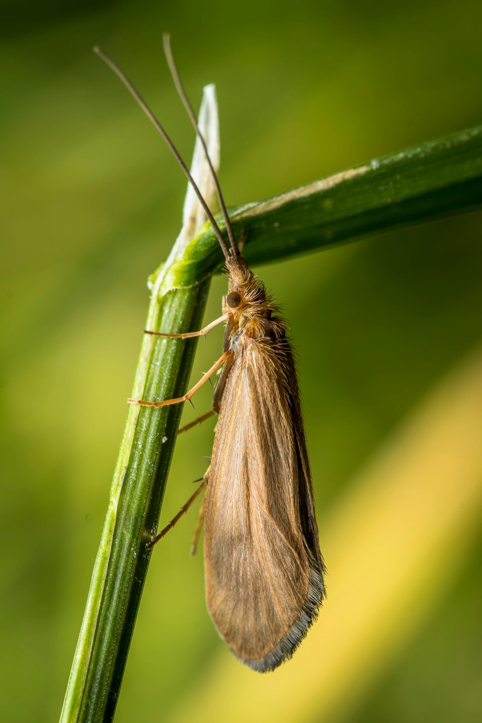 a brown moth sitting on top of a green plant, a macro photograph, by Jan Tengnagel, hurufiyya, malt, thumbnail, hanging, long thick shiny gold beak