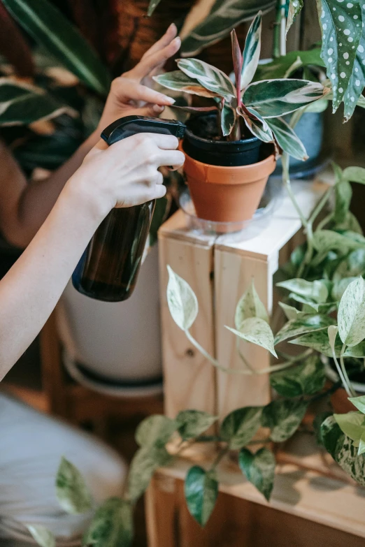 a woman pouring water on a potted plant, by Nicolette Macnamara, trending on unsplash, on a wooden desk, detailed product image, vine, low detail