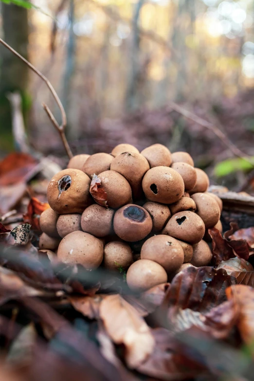 a pile of fruit on the ground in the woods, inspired by Andy Goldsworthy, unsplash, land art, big hazel nut brown eyes, puffballs, hibernation capsule close-up, a bald