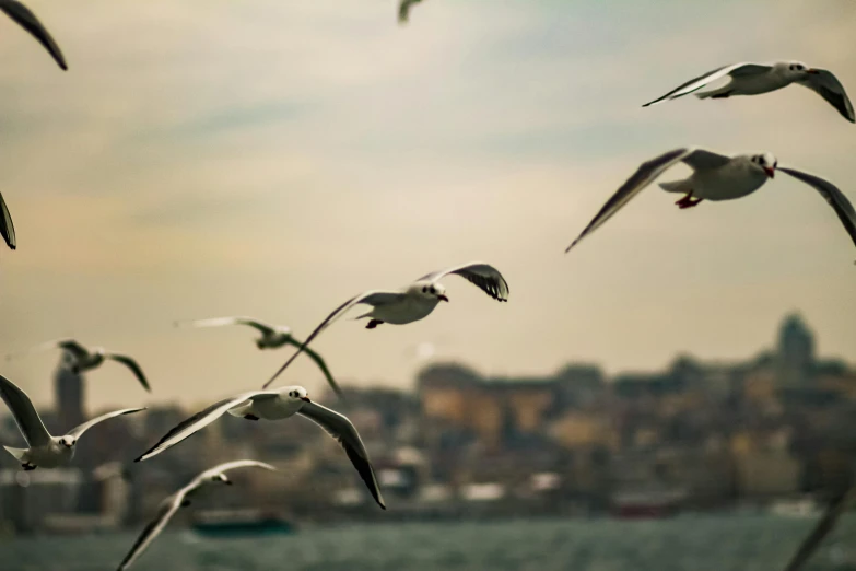 a flock of seagulls flying over a body of water, a tilt shift photo, by Ibrahim Kodra, pexels contest winner, istanbul, city in the distance, plain background, low angle shot