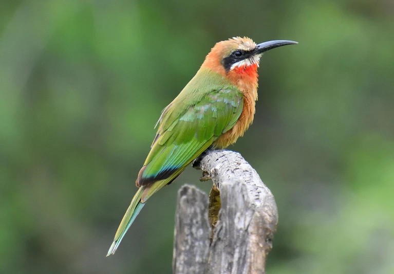 a colorful bird sitting on top of a tree branch, green and red, with a pointed chin, brown, well preserved