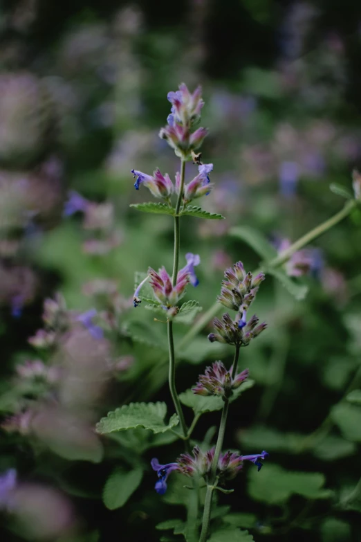 a close up of a plant with purple flowers, by Jacob Toorenvliet, unsplash, renaissance, mint, salvia, medium format. soft light, cinematic image