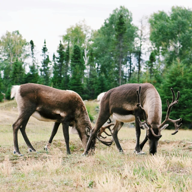 a couple of reindeer standing on top of a grass covered field, food, quebec, 2 animals, fan favorite