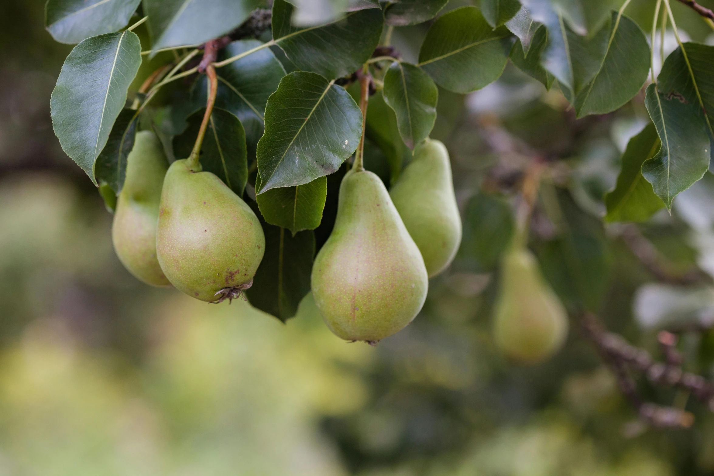 a bunch of green pears hanging from a tree, a portrait, unsplash, background image, strathmore 2 0 0, exterior shot, no cropping