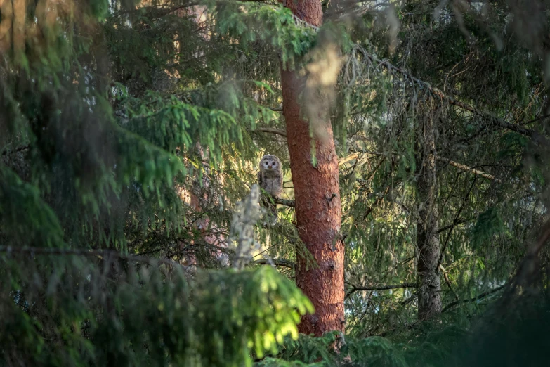 an owl sitting on top of a tree in a forest, by Jacob Kainen, pexels contest winner, hurufiyya, bright nordic forest, camouflage, tiny person watching, high resolution photo