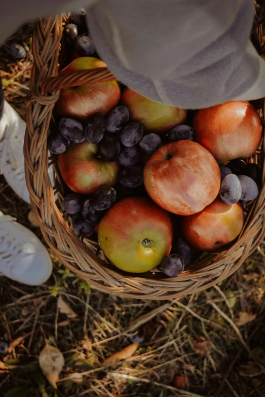 a person holding a basket full of apples and grapes, pexels contest winner, renaissance, looking down from above, picnic, close-up on legs, muted fall colors