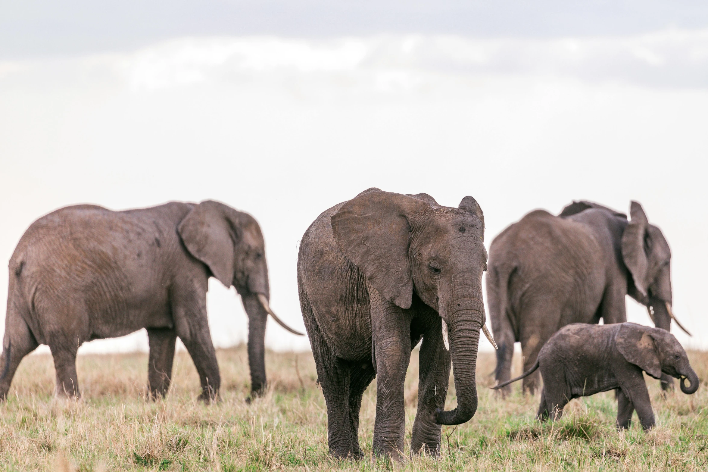 a herd of elephants walking across a grass covered field, pexels contest winner, hurufiyya, fan favorite, maternal, very kenyan, minimalist