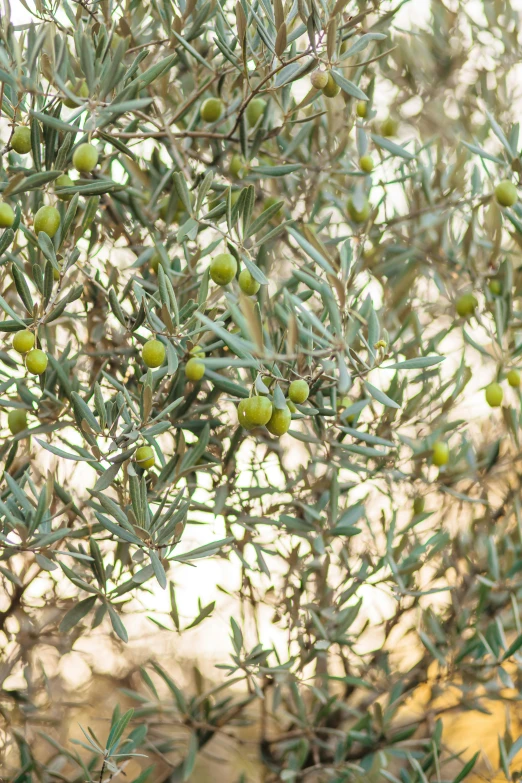 a bunch of green olives growing on a tree, inspired by Ceferí Olivé, renaissance, subtle detailing, shrubs, butter, dry