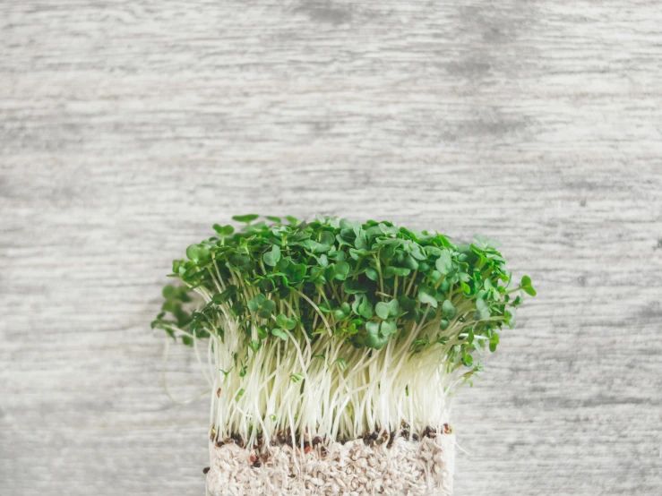 a close up of a plant in a pot, a digital rendering, unsplash, local foods, clover, vertical gardens, grainy vintage