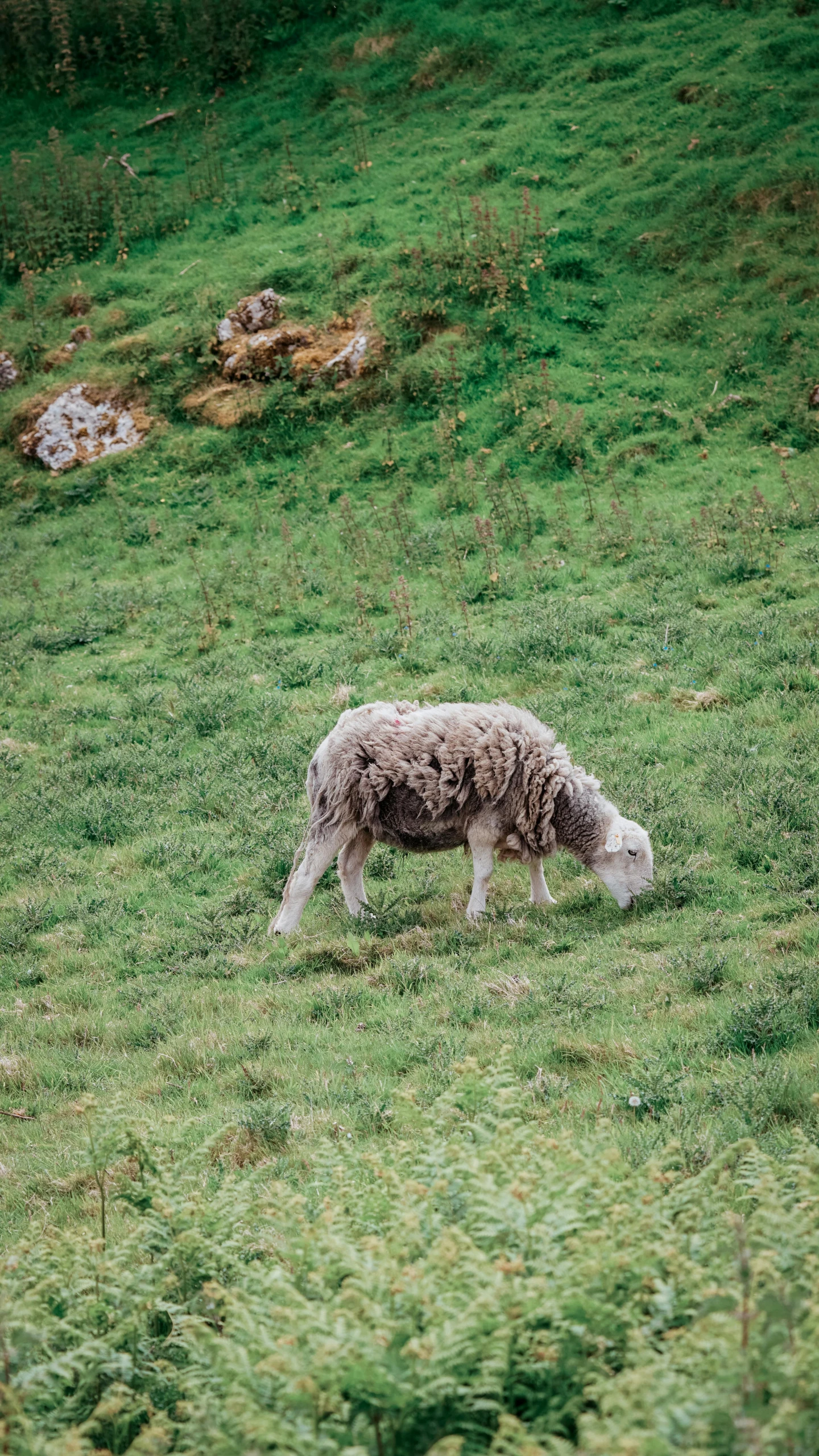 a sheep standing on top of a lush green field, by Rachel Reckitt, unsplash, built on a steep hill, low quality photo, having a snack, grey