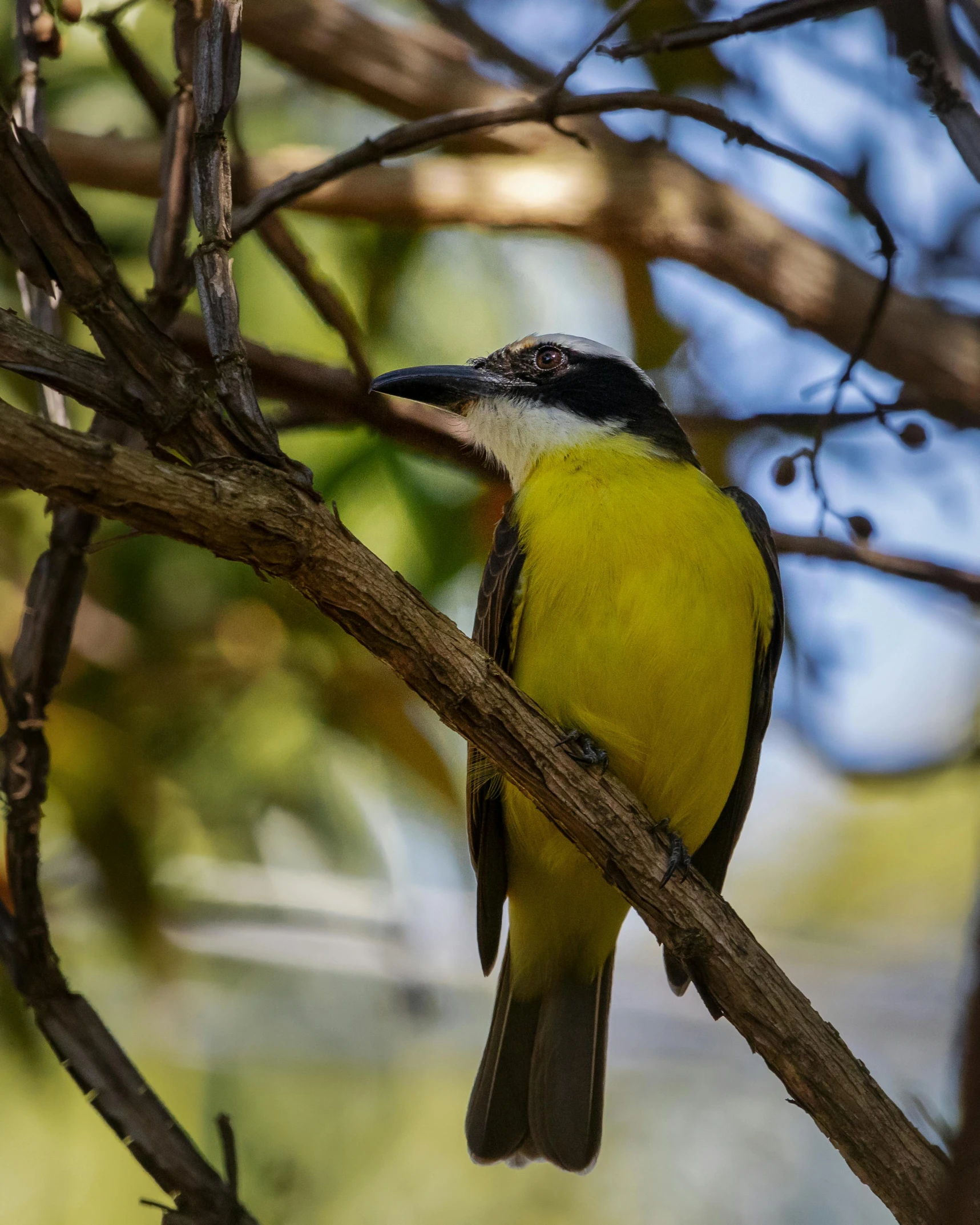 a yellow and black bird perched on a tree branch, manly, brightly coloured, documentary photo, the shrike