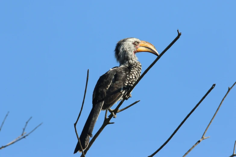 a bird sitting on top of a tree branch, by Peter Churcher, pexels contest winner, hurufiyya, big beak, blue sky, long chin, “ iron bark