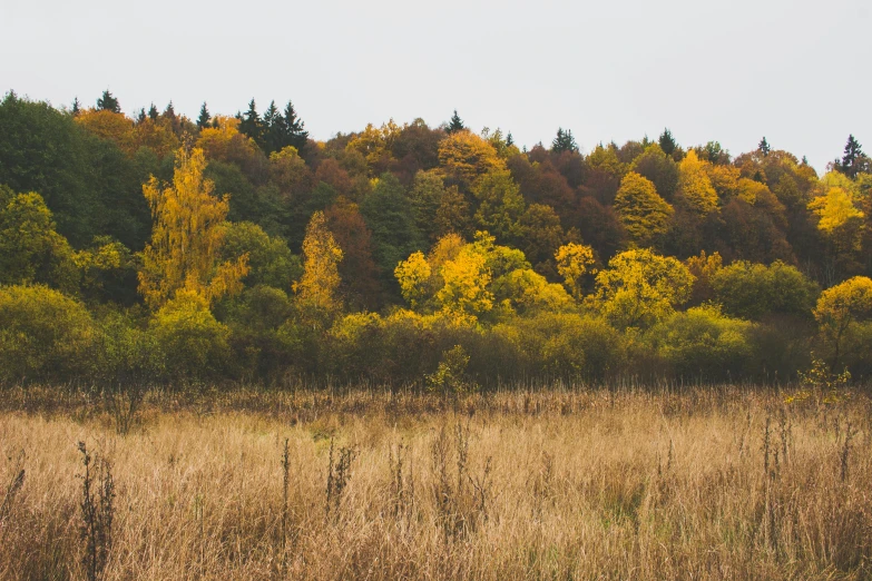 a cow standing in a field with trees in the background, a photo, by Attila Meszlenyi, unsplash contest winner, color field, phragmites, autumn foliage in the foreground, panoramic, muted brown yellow and blacks