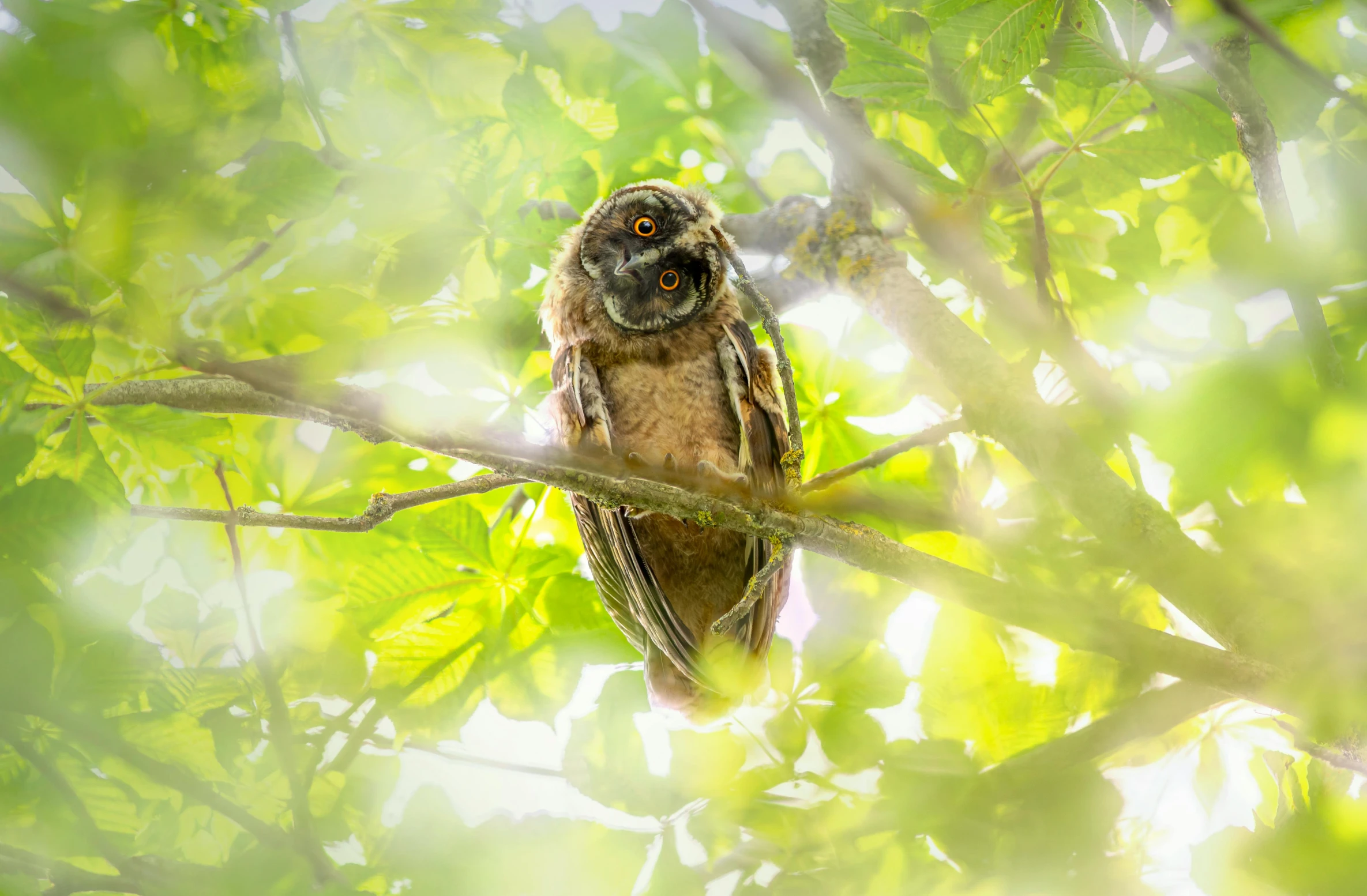 a brown owl sitting on top of a tree branch, pexels contest winner, bathed in light, hiding, marmoset, amongst foliage