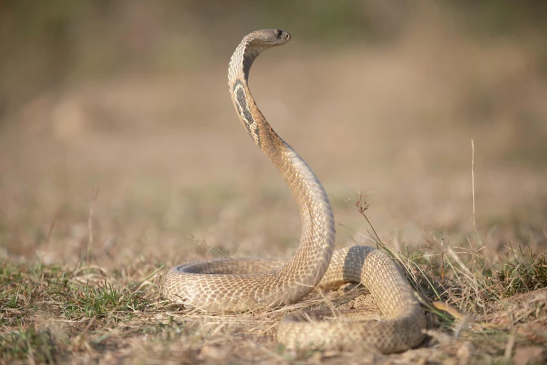 a snake that is laying down in the grass, an album cover, trending on pexels, cobra, bangalore, brown, in a fighting stance, australian