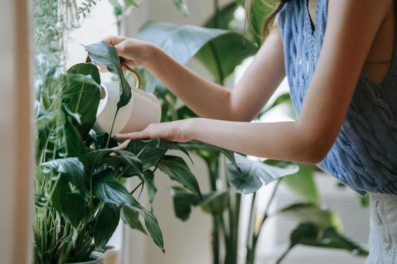 a woman watering a potted plant on a window sill, pexels contest winner, lush foliage, organic detail, flat colour, bending down slightly