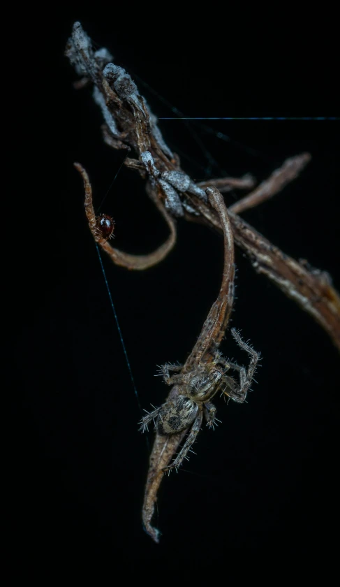 a spider sitting on top of a spider web, a macro photograph, by Slava Raškaj, australian tonalism, looming creature with a long, sitting on a curly branch, high resolution print :1 red, slide show