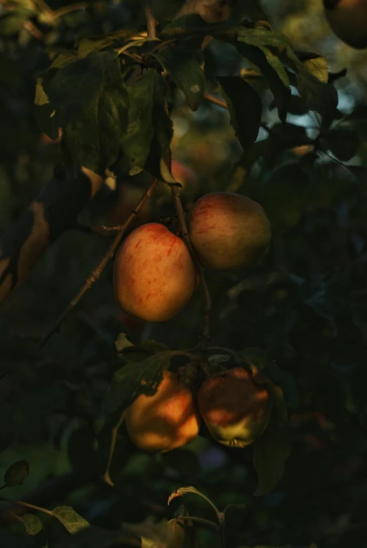 a bunch of apples hanging from a tree, unsplash, tonalism, medium format color photography, humid evening, mango, color image