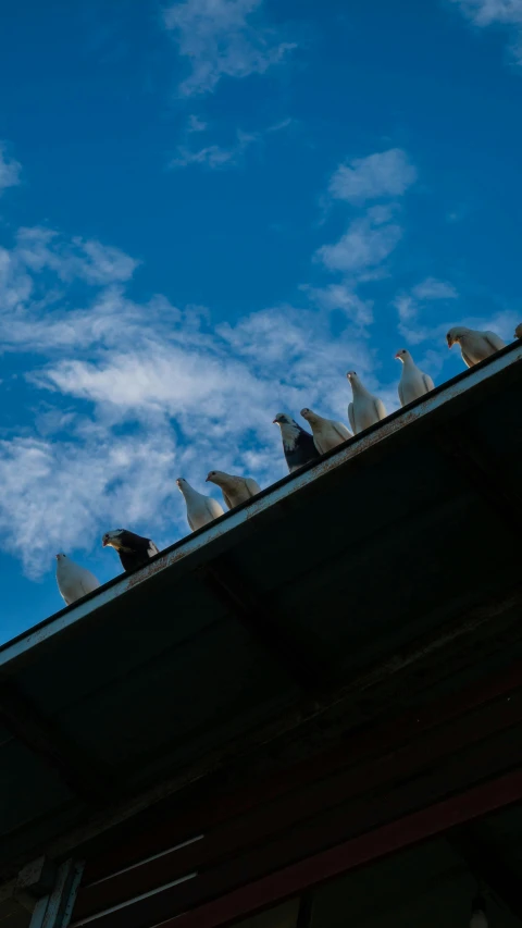 a group of birds sitting on top of a roof, by Ian Fairweather, unsplash, sports photo, gooses, 15081959 21121991 01012000 4k