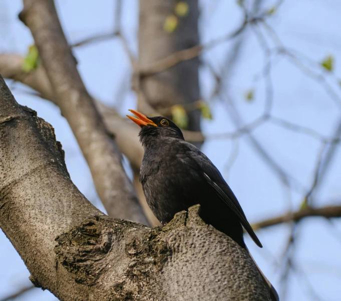 a black bird sitting on top of a tree branch, pexels contest winner, singing, 🦩🪐🐞👩🏻🦳, at highgate cemetery, spring early