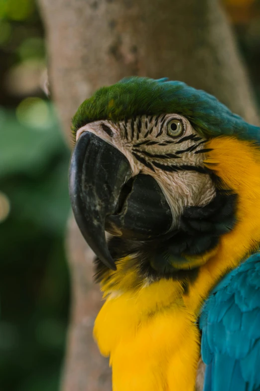 a blue and yellow parrot sitting on top of a tree, a portrait, pexels contest winner, 8k 50mm iso 10, close up of face, tropical, multi - coloured
