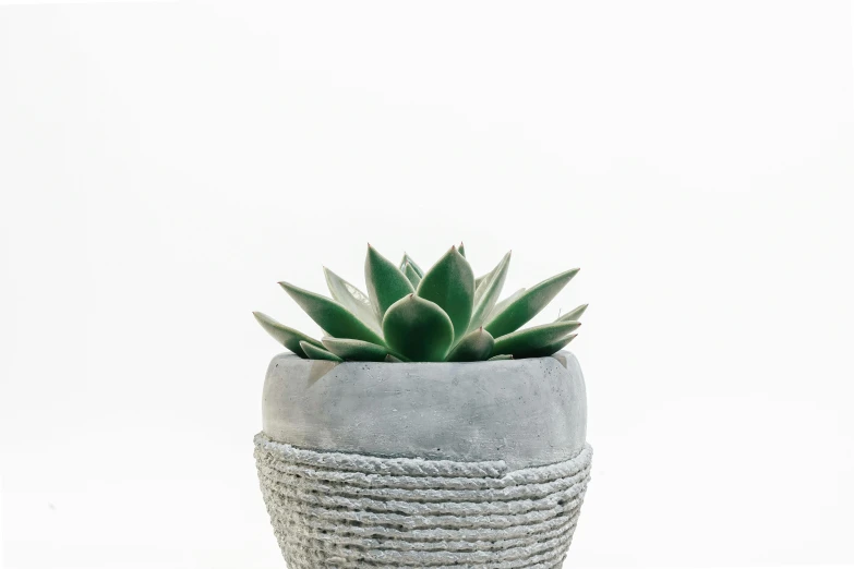 a close up of a plant in a pot, trending on unsplash, concrete art, light grey crown, highly detailed product photo, product view, on a white background