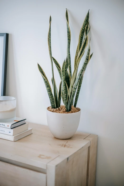 a potted snake plant sitting on top of a wooden dresser, inspired by Eero Snellman, trending on pexels, basic white background, detailed product image, straight camera view, tall thin