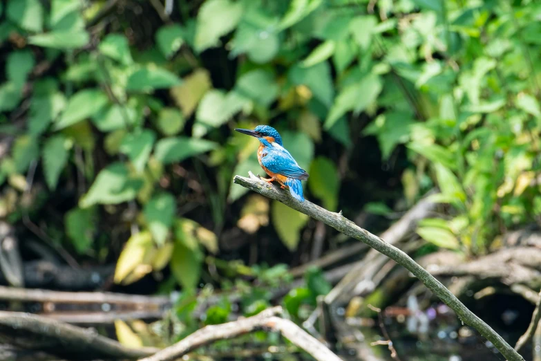 a small bird sitting on top of a tree branch, pexels contest winner, sumatraism, blue and green water, 🦩🪐🐞👩🏻🦳, on a riverbank, blue and orange