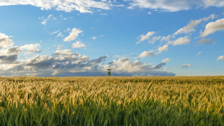 a windmill in the middle of a wheat field, by Matthias Stom, unsplash contest winner, blue sky, view from afar, silo, no cropping