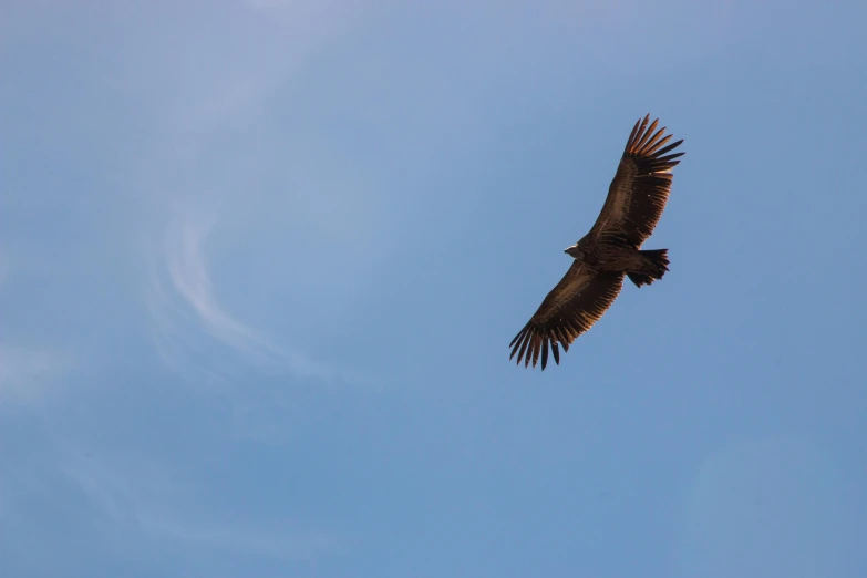 a large bird flying through a blue sky, pexels contest winner, hurufiyya, vultures, 🦩🪐🐞👩🏻🦳, natural morning light, view from bottom to top