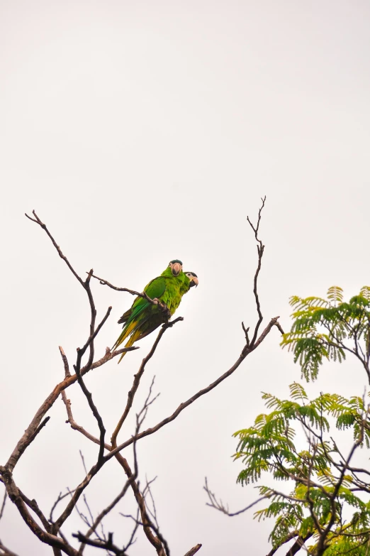 a green bird sitting on top of a tree branch, colombia, green smoggy sky, male and female, on an island