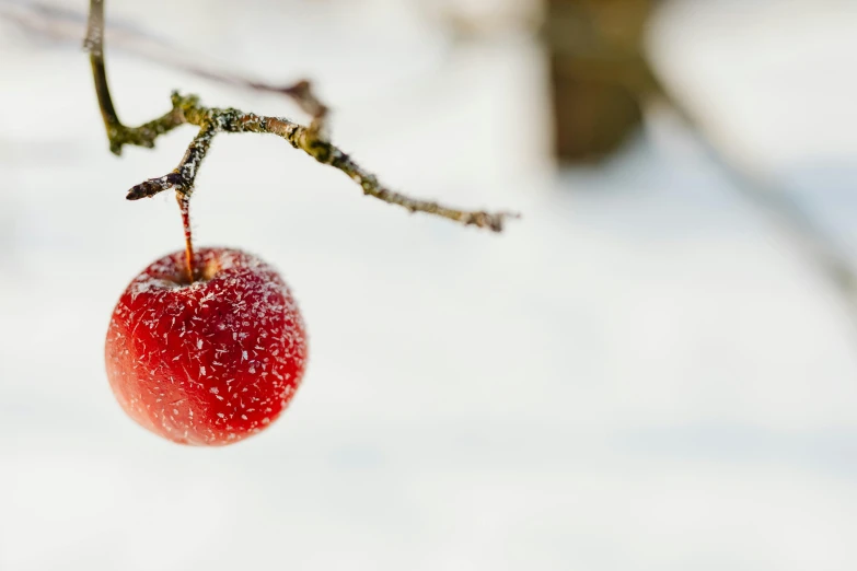 a red apple hanging from a tree branch in the snow, unsplash, 💋 💄 👠 👗, fresh from the printer, plant sap, ilustration