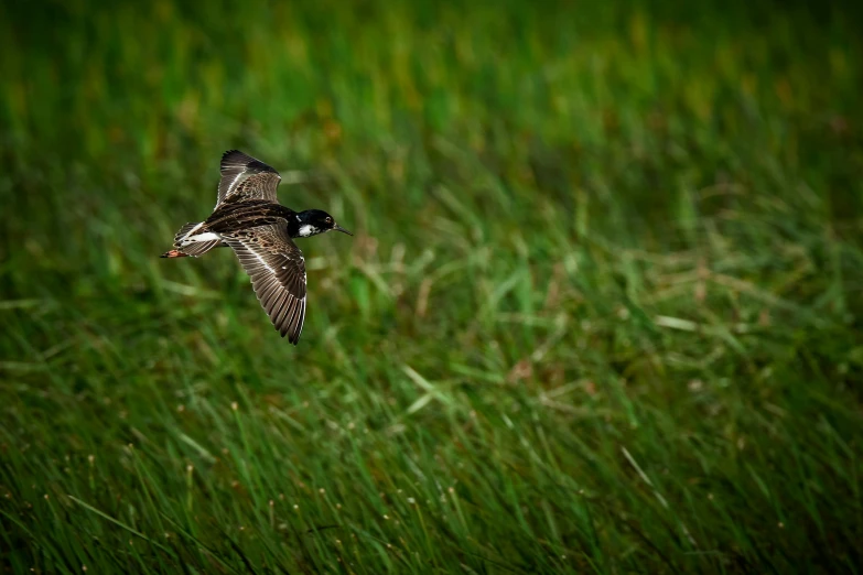 a bird flying over a lush green field, a portrait, by Jan Tengnagel, flickr, hurufiyya, marshes, thumbnail, shot on sony a 7, basil flying