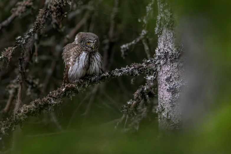 a small owl sitting on top of a tree branch, by Jaakko Mattila, pexels contest winner, hurufiyya, caledonian forest, slide show, gray, hiding