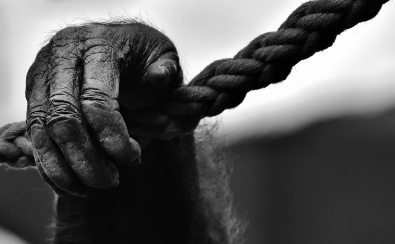 a black and white photo of a monkey holding a rope, a black and white photo, by Matija Jama, unsplash, primitivism, closeup of hand, gorilla, pain, ilustration