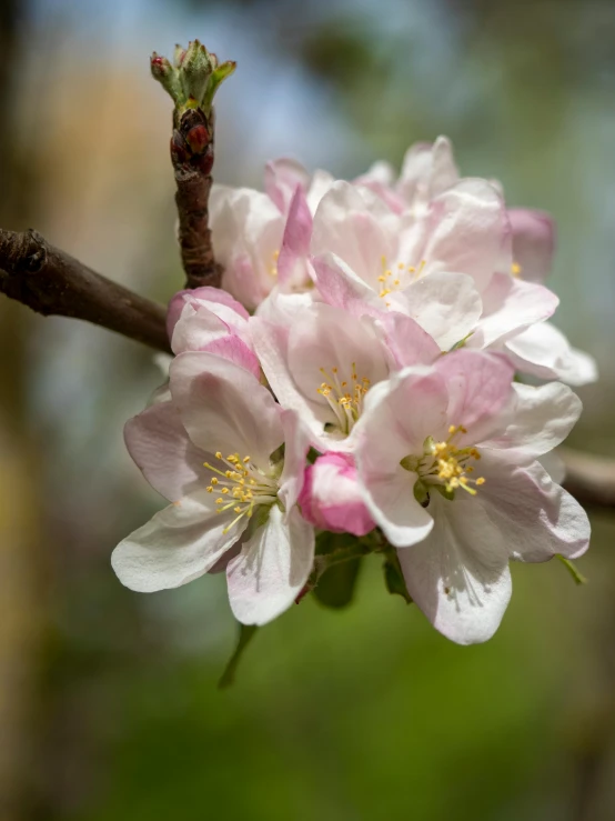 a close up of a flower on a tree branch, by Sven Erixson, unsplash, apple trees, 2 5 6 x 2 5 6 pixels, pink white and green, slide show