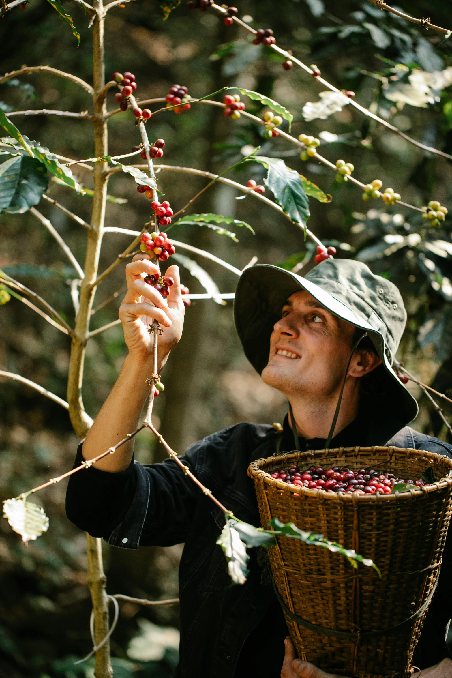 a woman picking coffee beans from a tree, lachlan bailey, wild berries, taken in the late 2000s, forest hunter lady