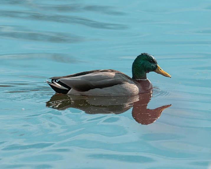 a duck floating on top of a body of water, sitting on a reflective pool