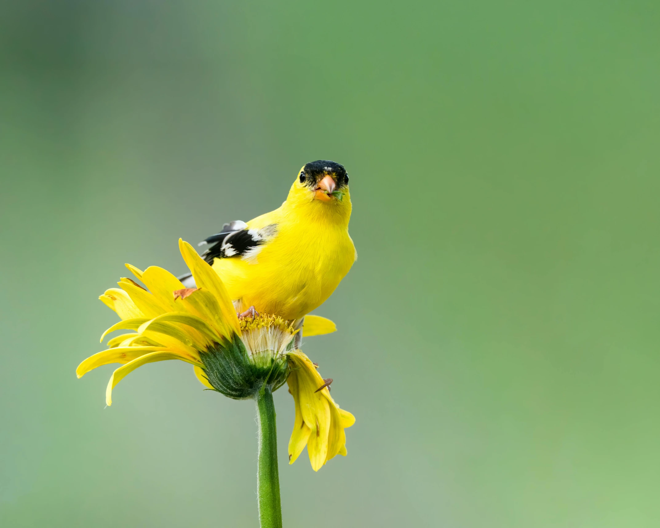 a yellow bird sitting on top of a yellow flower, a portrait, inspired by Graham Forsythe, trending on pexels, ready to eat, with a pointed chin, on display, slide show