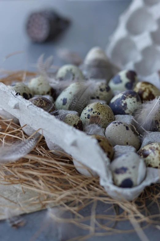 a carton filled with eggs sitting on top of a table, baroque, white with chocolate brown spots, birds, hay, sage