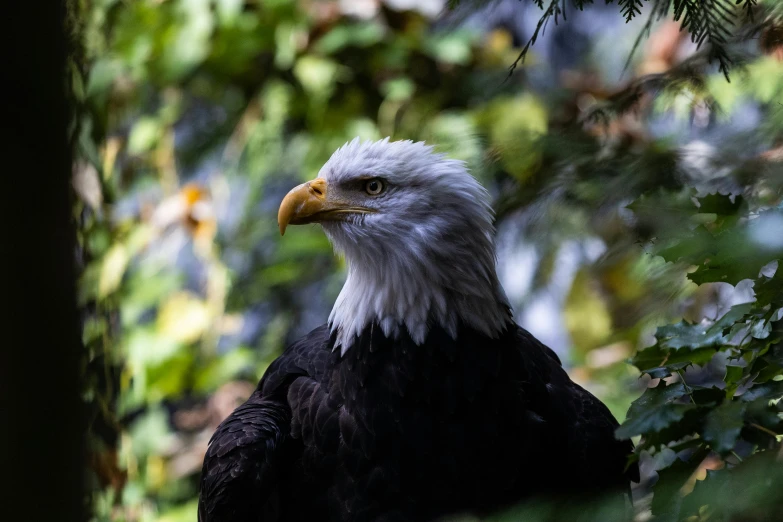 a bald eagle sitting on top of a lush green forest, a portrait, pexels contest winner, profile image, fan favorite, full frame image