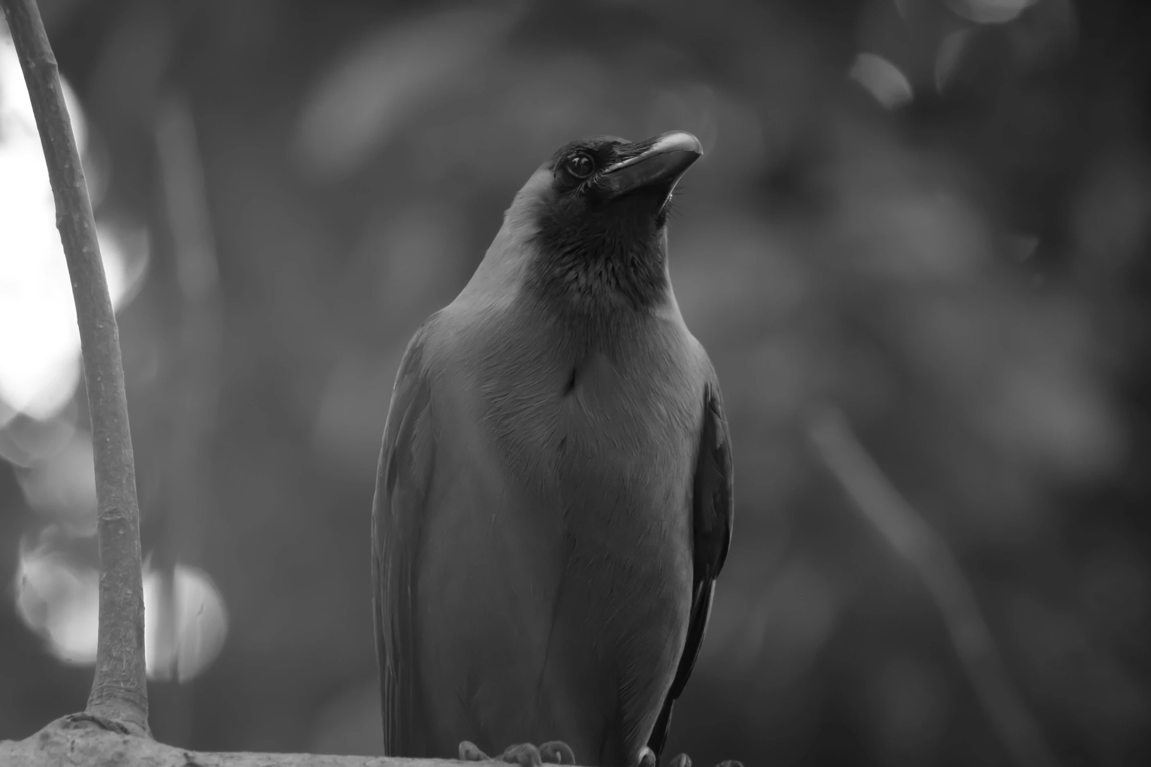 a black and white photo of a bird perched on a branch, by Gonzalo Endara Crow, pexels contest winner, crow portrait!!!!!, 4k greyscale hd photography, rare bird in the jungle, on a pedestal