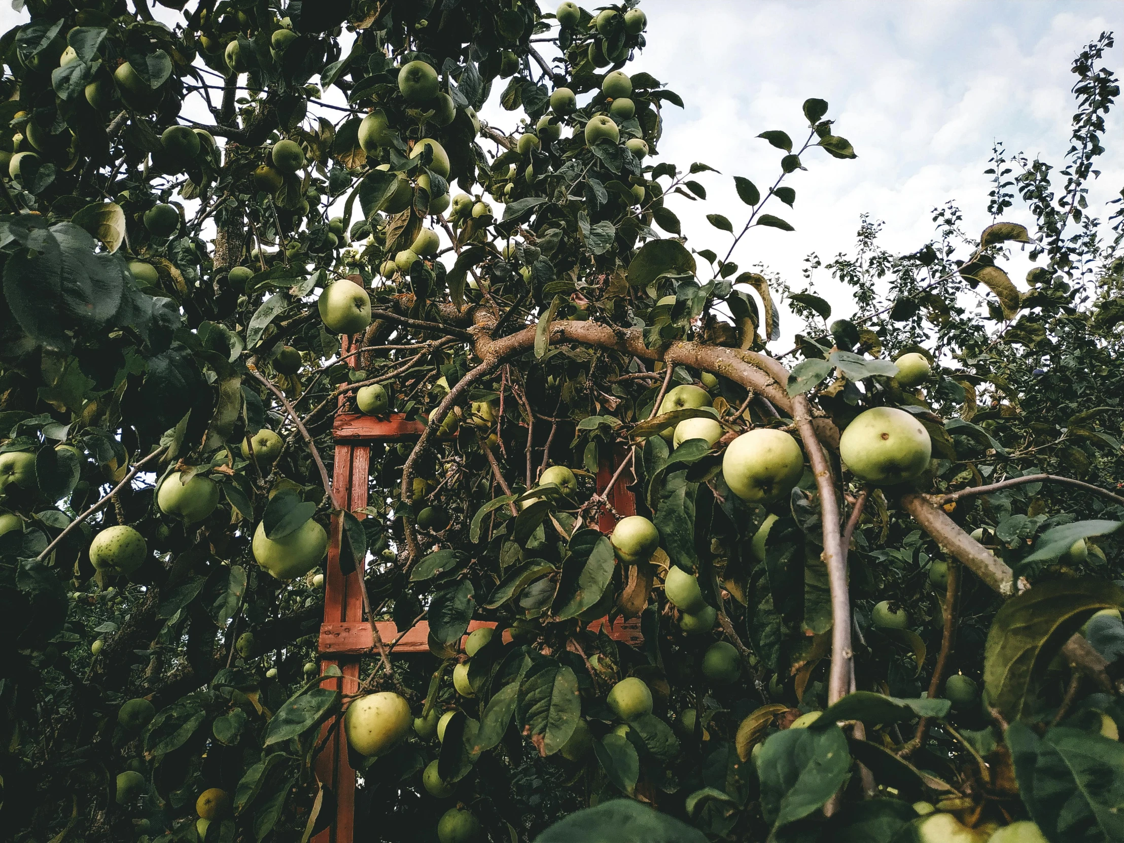 a bunch of green apples hanging from a tree, unsplash, renaissance, background image, overcast, a landscape of hedge maze, ❤🔥🍄🌪