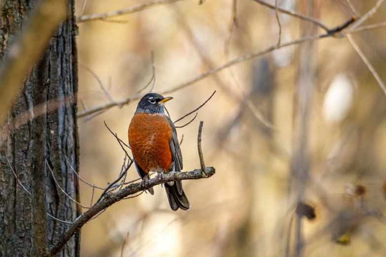 a small bird sitting on top of a tree branch, by Greg Rutkowski, unsplash contest winner, fan favorite, red and orange colored, woodlands, 🦩🪐🐞👩🏻🦳