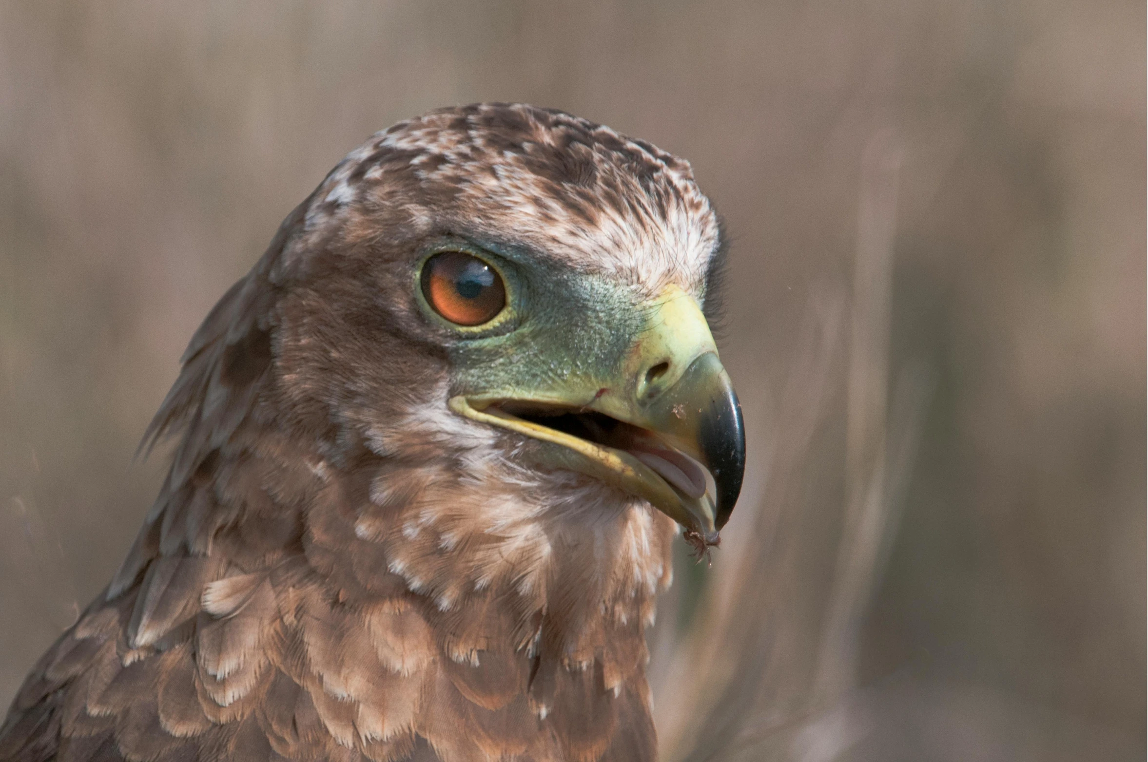 a close up of a bird of prey, a portrait, trending on pexels, hurufiyya, avatar image, australian, brown, afar