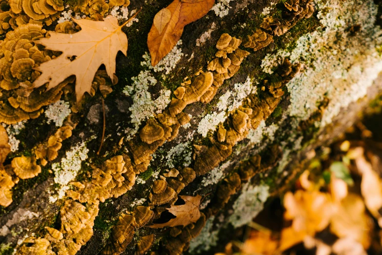 a close up of a moss covered tree trunk, a macro photograph, by Adam Chmielowski, trending on pexels, autumn colour oak trees, thumbnail, fungus, golden colors