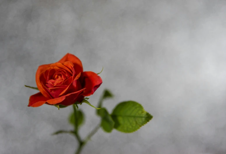 a single red rose sitting in a vase, by Andries Stock, pexels, grey orange, on a gray background, orange mist, unframed