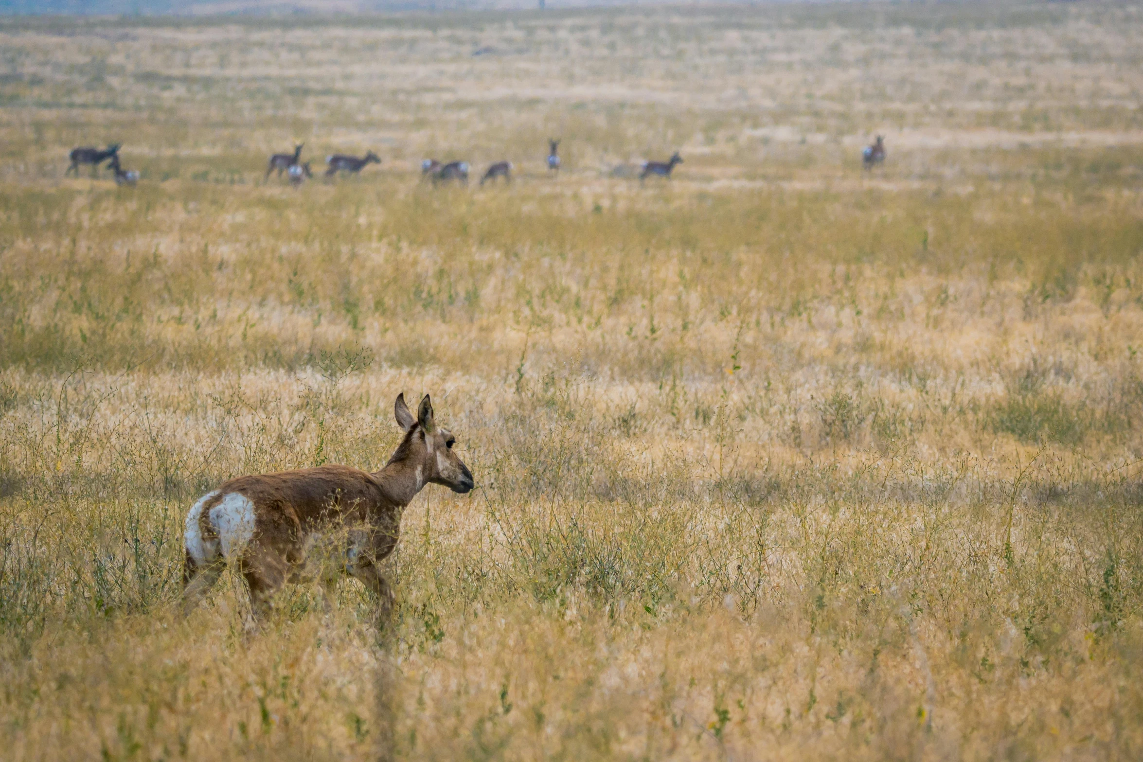 a herd of antelope standing on top of a dry grass covered field, unsplash, renaissance, background image, idaho, jenna barton, kangaroo